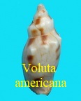 Voluta Odontocymbiola americana, Reeve 1856